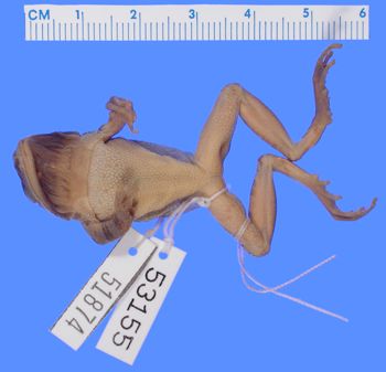 Media type: image; Herpetology A-51874